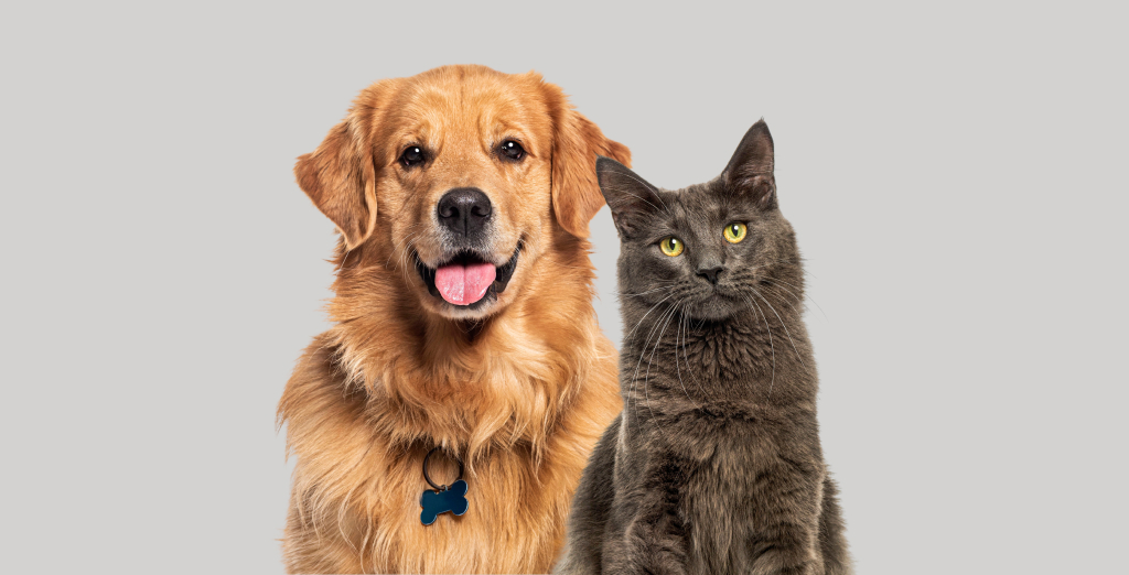 Psi in mačke kot hišni ljubljenčki, ki imajo različne potrebe in zahtevajo pozornost ter skrb.