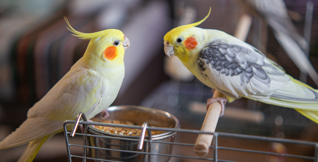 Nekatere živalske so kot živali manj zahtevne, primerne kot prvi hišni ljubljenček.
