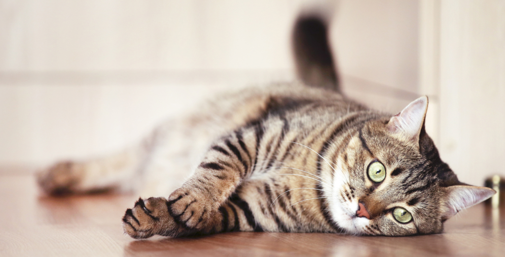 Posvojitev mačke iz zavetišča - mešanci in navadne evropske mačke kot izjemni hišni ljubljenčki.