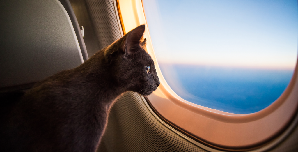 Muca, ki gleda skozi letalsko okno.