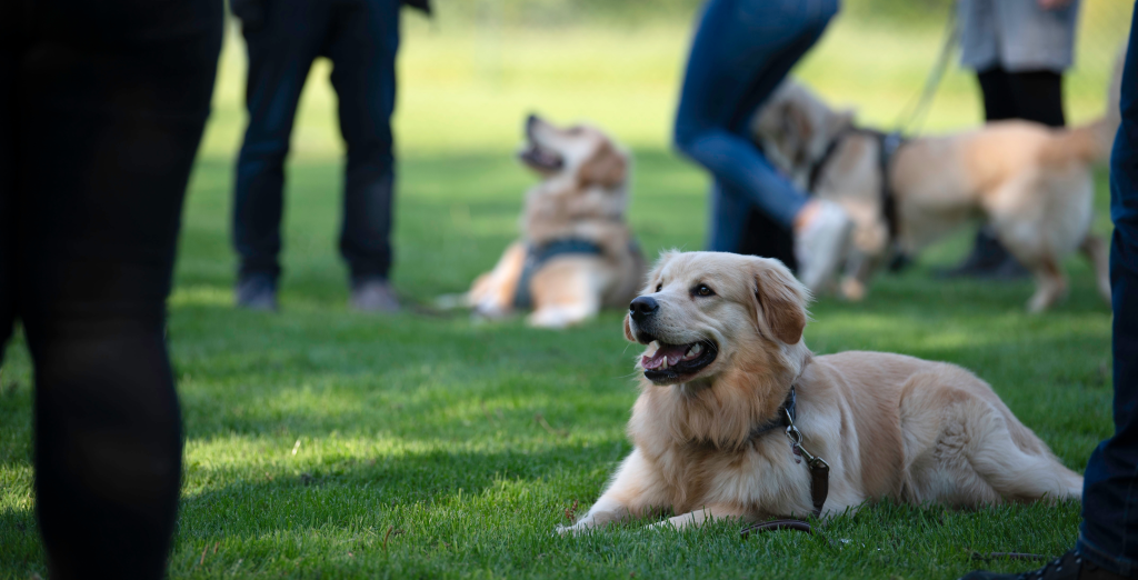 Zlati prinašalec na travi